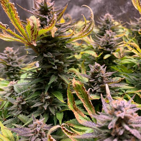 Lemon Pie growlog timeline photo