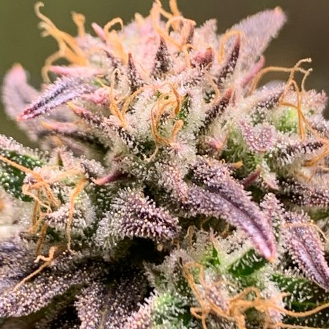Cherry Blossom CBD growlog timeline photo