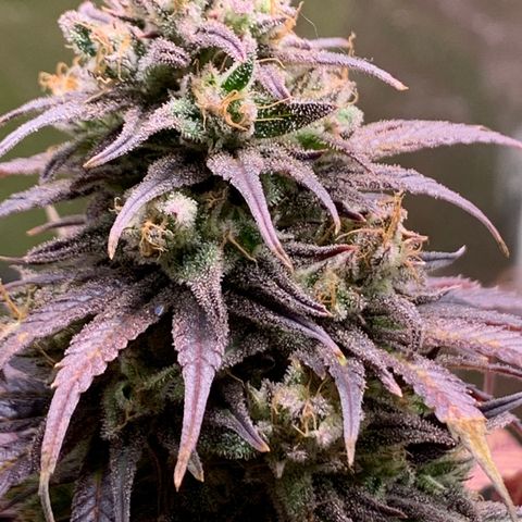 Cherry Blossom CBD growlog timeline photo
