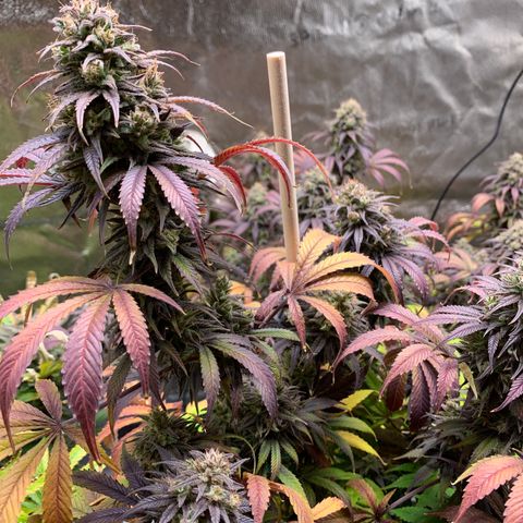 Cherry Blossom CBD growlog timeline photo