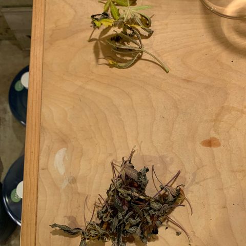 Lemon Pie growlog photo: Leaf shedding; see notes. Top is lemon, bottom is cherry.   That’s the most I’ve ever picked off the lemon.  It’s been rare in the past to see these 