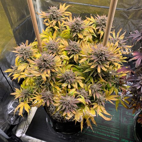 Lemon Pie growlog photo: Not yet :/