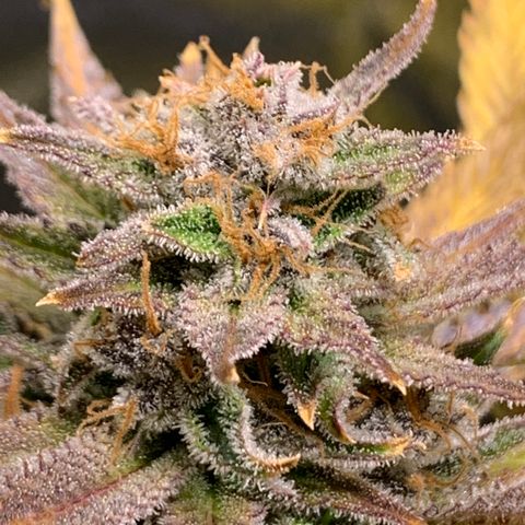 Lemon Pie growlog photo: Not yet :/