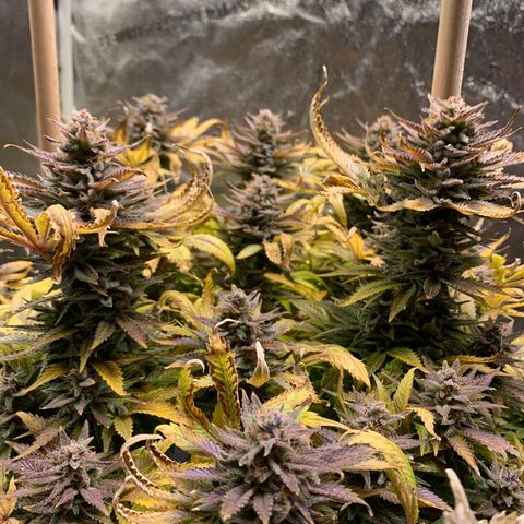 Lemon Pie growlog photo: Not yet :/