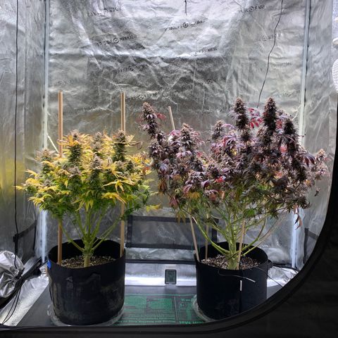 Lemon Pie growlog photo: Cherry is ready, lemon has another week or two to go