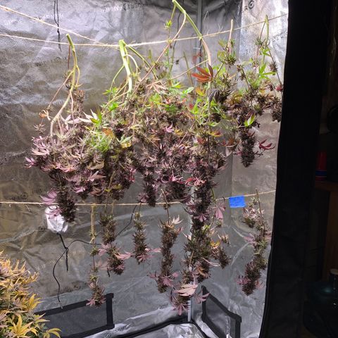 Cherry Blossom CBD growlog photo: Harvest day!