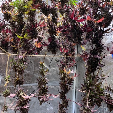Cherry Blossom CBD growlog photo: Harvest day!