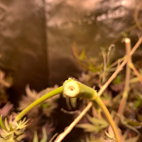 Cherry Blossom CBD growlog photo: This is what the insides of the big stems look like