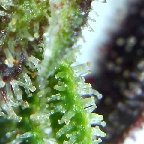 Cherry Blossom CBD growlog photo: Taken with a wireless microscope, bottom budlette.  Note the brown caps 