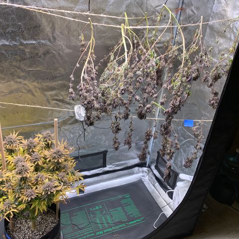 Lemon Pie growlog photo: 4 days of drying