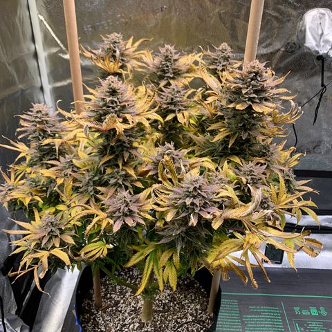Lemon Pie growlog timeline photo