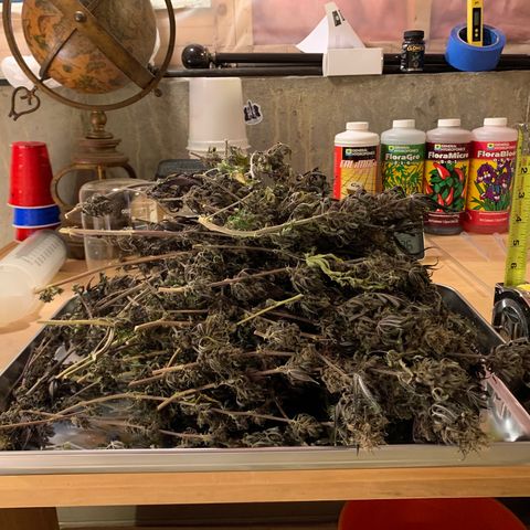Cherry Blossom CBD growlog timeline photo