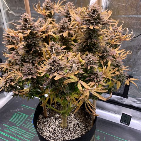 Lemon Pie growlog photo: Days away from harvest, more than like 
