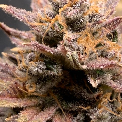 Lemon Pie growlog photo: Days away from harvest, more than like 