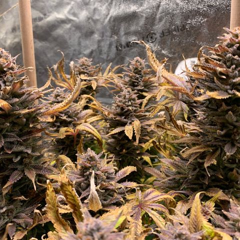 Lemon Pie growlog photo: Days away from harvest, more than like 