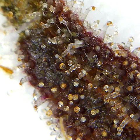 Lemon Pie growlog timeline photo
