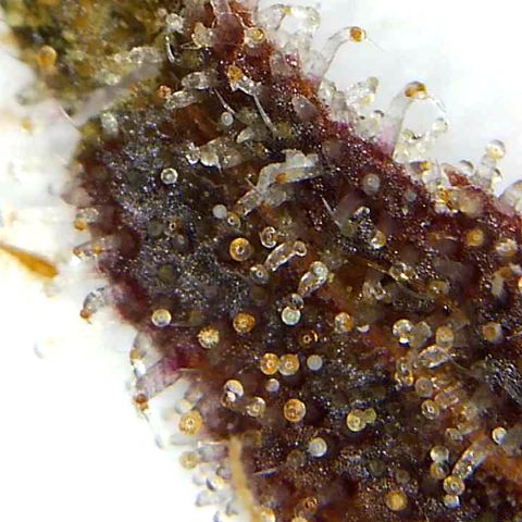 Lemon Pie growlog timeline photo