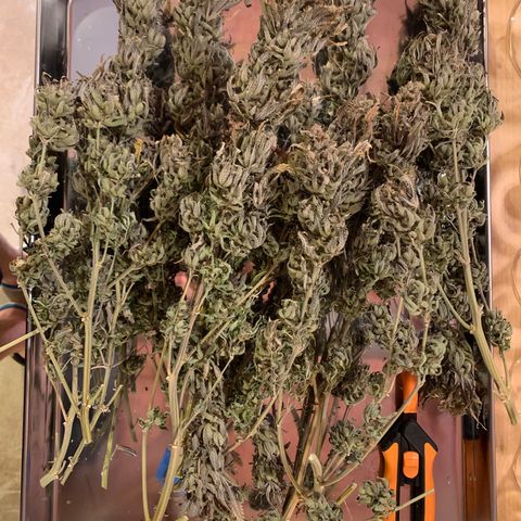 Lemon Pie growlog photo: Trimming tonight and starting the cure