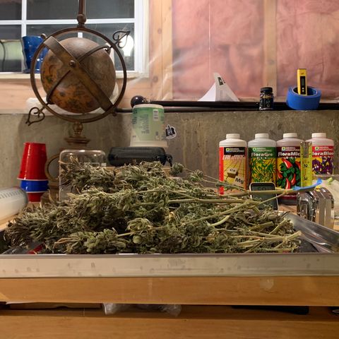 Lemon Pie growlog photo: Trimming tonight and starting the cure
