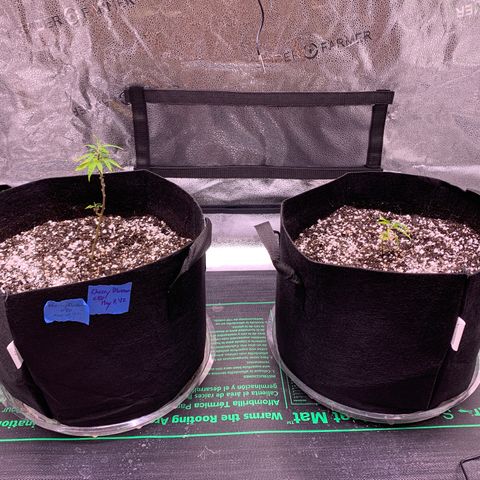 Lemon Pie Clone  growlog photo: Lemon on the right this time, cherry on the left 