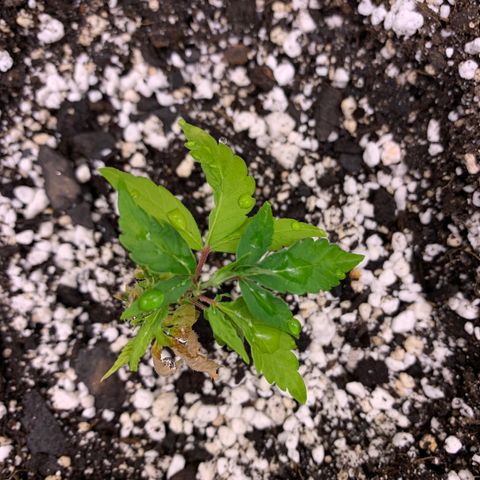 Lemon Pie Clone  growlog photo: Her new home.  Growth seems ok but will monitor for improvement 