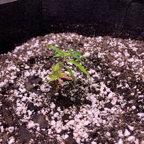Lemon Pie Clone  growlog photo: Her new home.  Growth seems ok but will monitor for improvement 