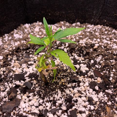 Lemon Pie Clone  growlog photo: Slower growth than the cherry (like last time) but responding well to new home and lights 