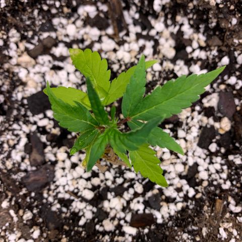 Lemon Pie Clone  growlog photo: Slower growth than the cherry (like last time) but responding well to new home and lights 