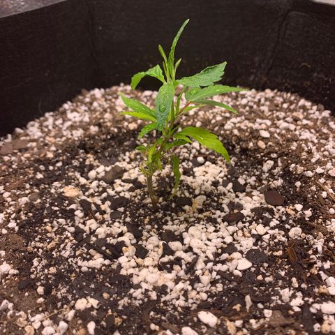 Lemon Pie Clone  growlog photo: Decent growth, like the green.  Responding to light and nutes really well.