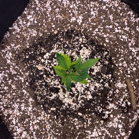 Lemon Pie Clone  growlog photo: Decent growth, like the green.  Responding to light and nutes really well.