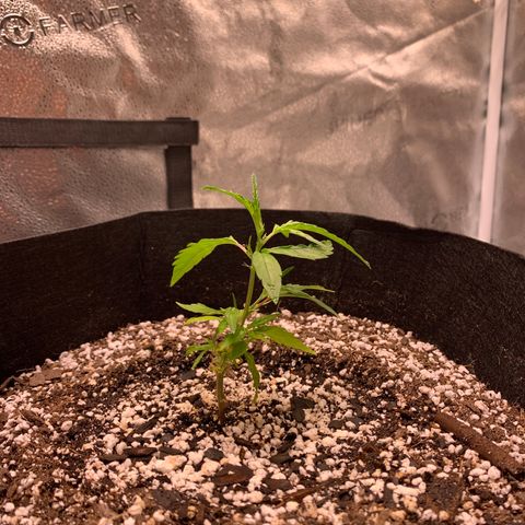 Lemon Pie Clone  growlog photo: Happy little lady