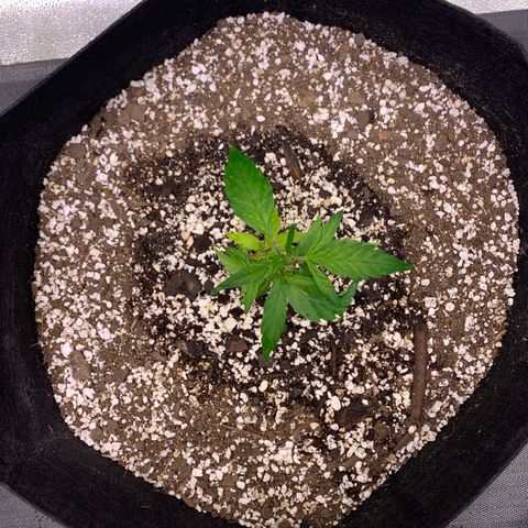 Lemon Pie Clone  growlog photo: Happy little lady