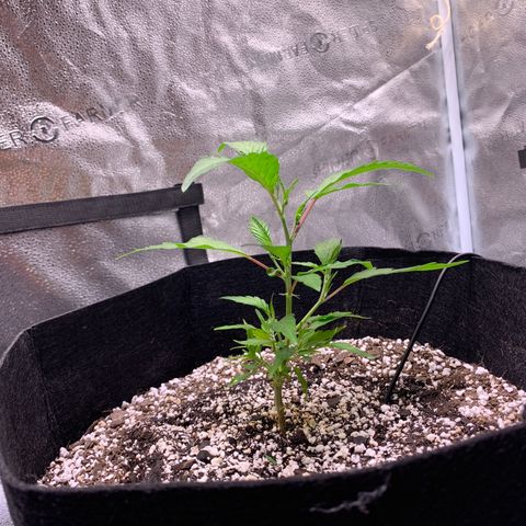 Lemon Pie Clone  growlog photo: FIMd today.  Growth is awesome 