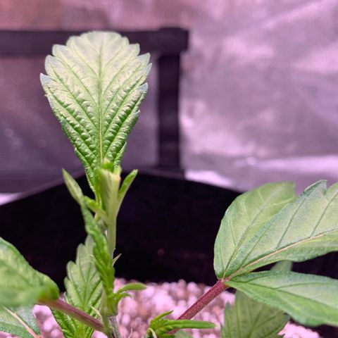 Lemon Pie Clone  growlog photo: FIMd today.  Growth is awesome 