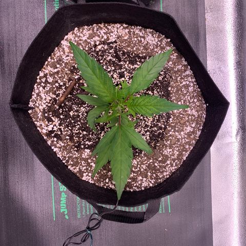 Lemon Pie Clone  growlog photo: FIMd today.  Growth is awesome 