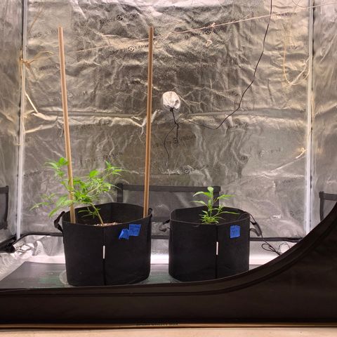 Lemon Pie Clone  growlog timeline photo