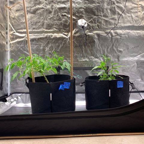 Lemon Pie Clone  growlog photo: Matched height 