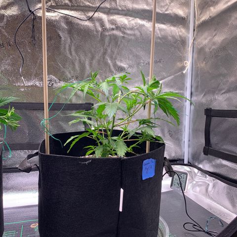 Lemon Pie Clone  growlog photo: Doing great.  First LST today