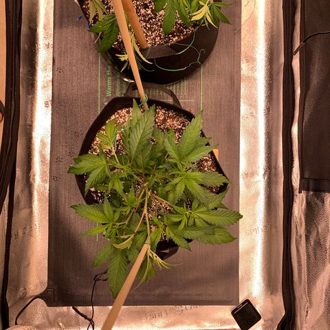 Lemon Pie Clone  growlog photo: Doing great.  First LST today