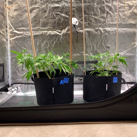 Lemon Pie Clone  growlog photo: Matched heights with LST on both plants today.  Great health.  Turned lights up the last teeny bit to 10. 