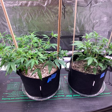 Lemon Pie Clone  growlog photo: Doing great still