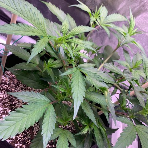 Lemon Pie Clone  growlog timeline photo