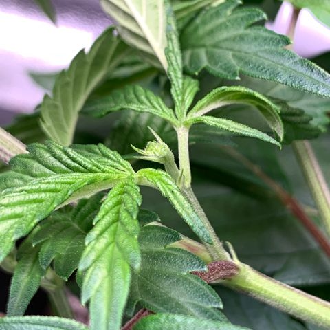 Lemon Pie Clone  growlog photo: FIM’d again ;)