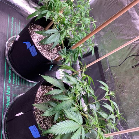 Lemon Pie Clone  growlog photo: Looking good, handling the light just fine 