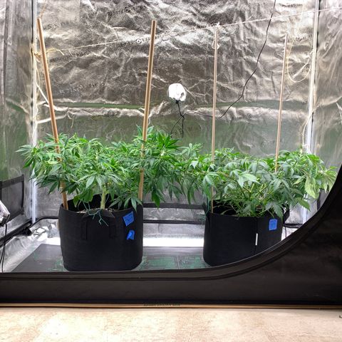 Lemon Pie Clone  growlog photo: After LST
