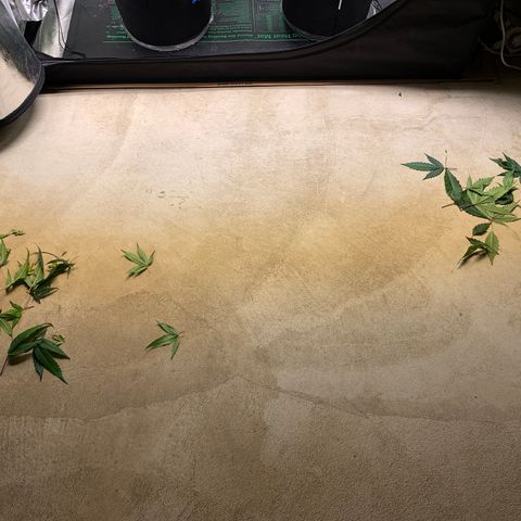 Lemon Pie Clone  growlog photo: Teeny bit of defoliation 