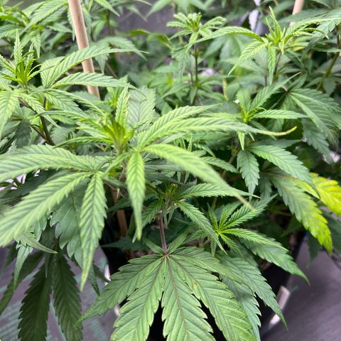 Lemon Pie Clone  growlog photo: Small evidence of yellow tips and tip curling.  Brown spots and lighting too on some of the older big fan leaves 