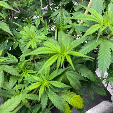 Lemon Pie Clone  growlog photo: Small evidence of yellow tips and tip curling.  Brown spots and lighting too on some of the older big fan leaves 