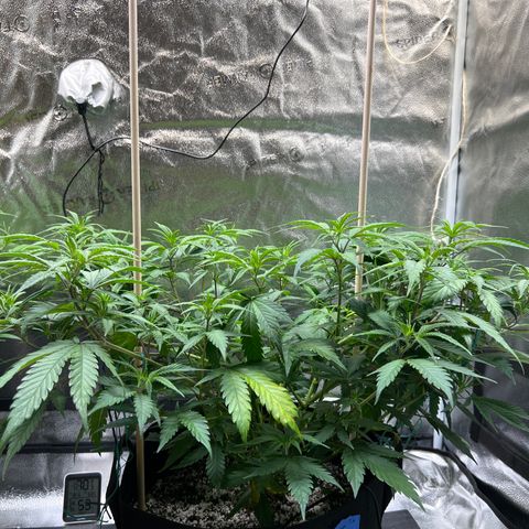 Lemon Pie Clone  growlog photo: Can’t really tell if these newer leaves are “praying”