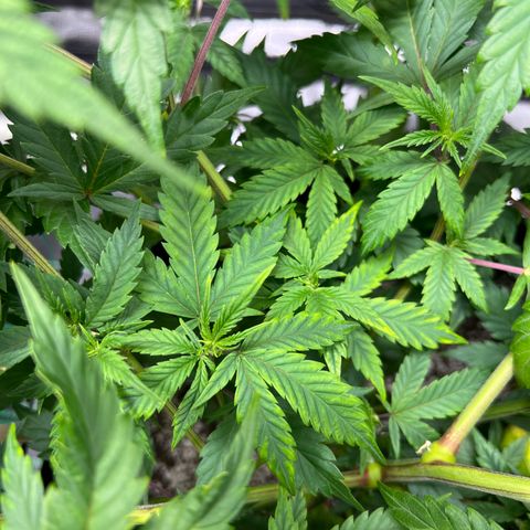 Lemon Pie Clone  growlog photo: Evidence of light burn at 51” depth.  Those leaves/young colas are ~6” lower than the top table canopy. 